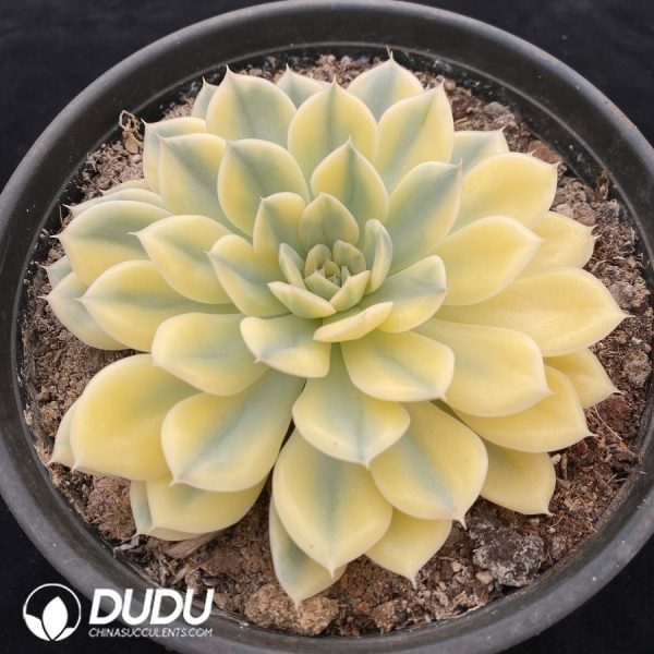 Echeveria Moon Fairy Variegated - Image 2