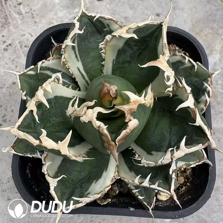 10500D90.jpg Agave Titanota 'Werewolf' Marginal White Variegated - Image 1