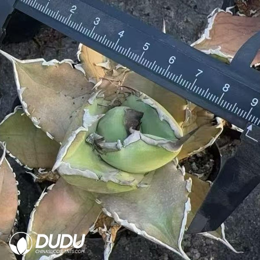 10501D70.jpg Agave Titanota Shark - Image 1