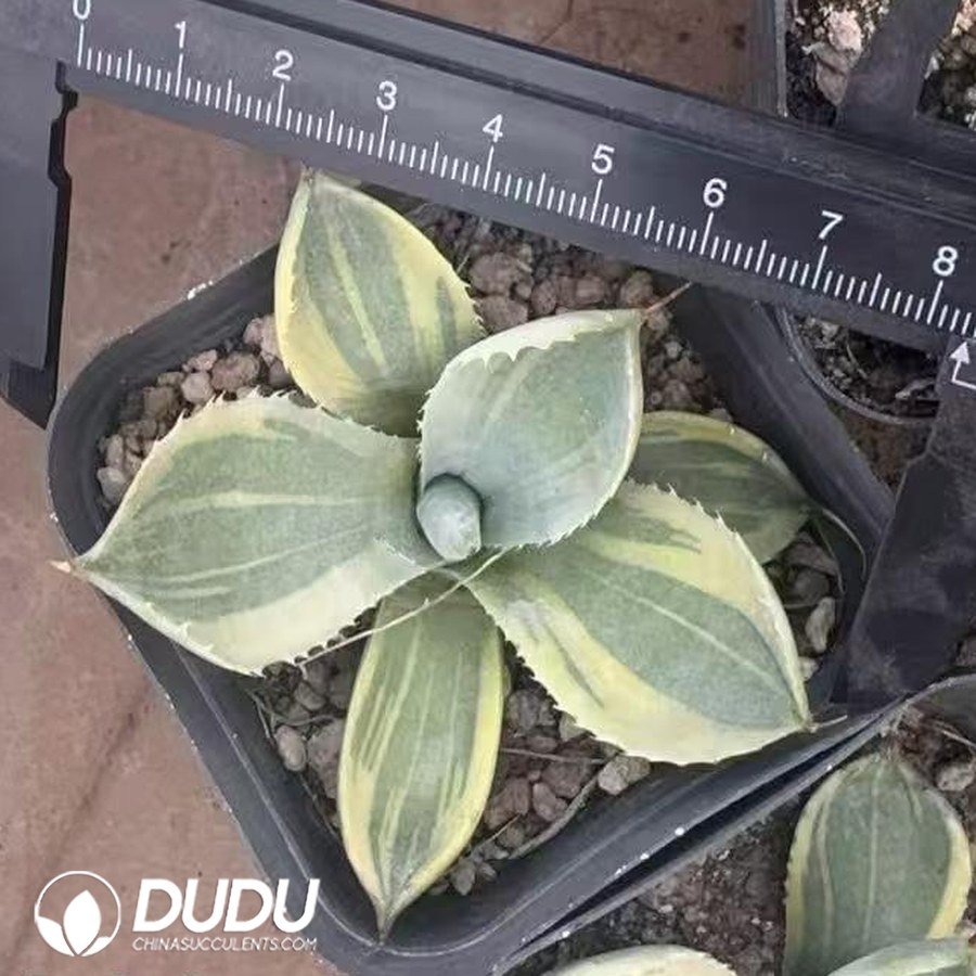 10502D70.jpg Agave Parryi - Image 1