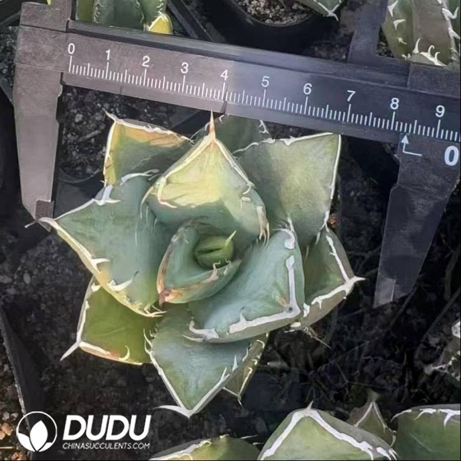 10504D90.jpg Agave Green Giant - Image 1