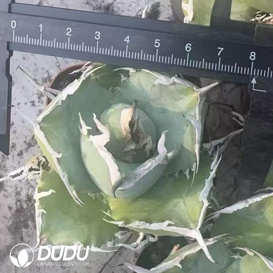 10507D70.jpg Agave Asura - Image 1