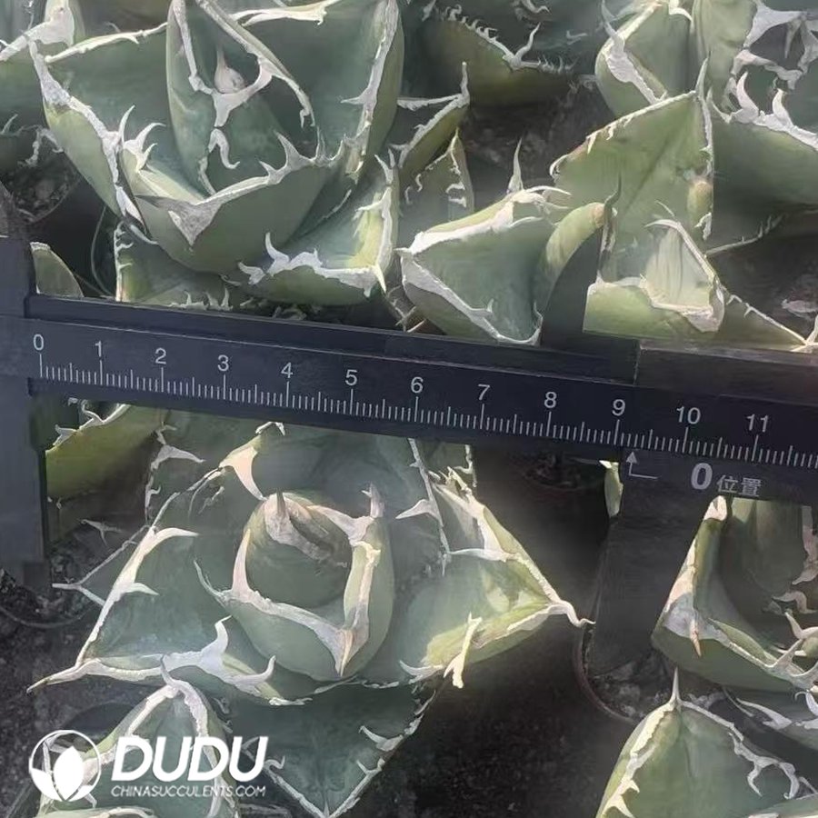 10513D70.jpg Agave Titanota SAD - Image 1