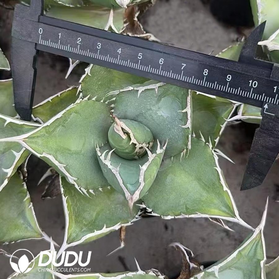 10514D90.jpg Agave Neptune - Image 1