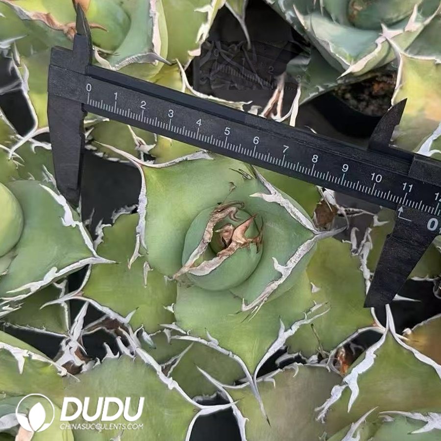 10515D90.jpg Agave titanota 'Venom' - Image 1