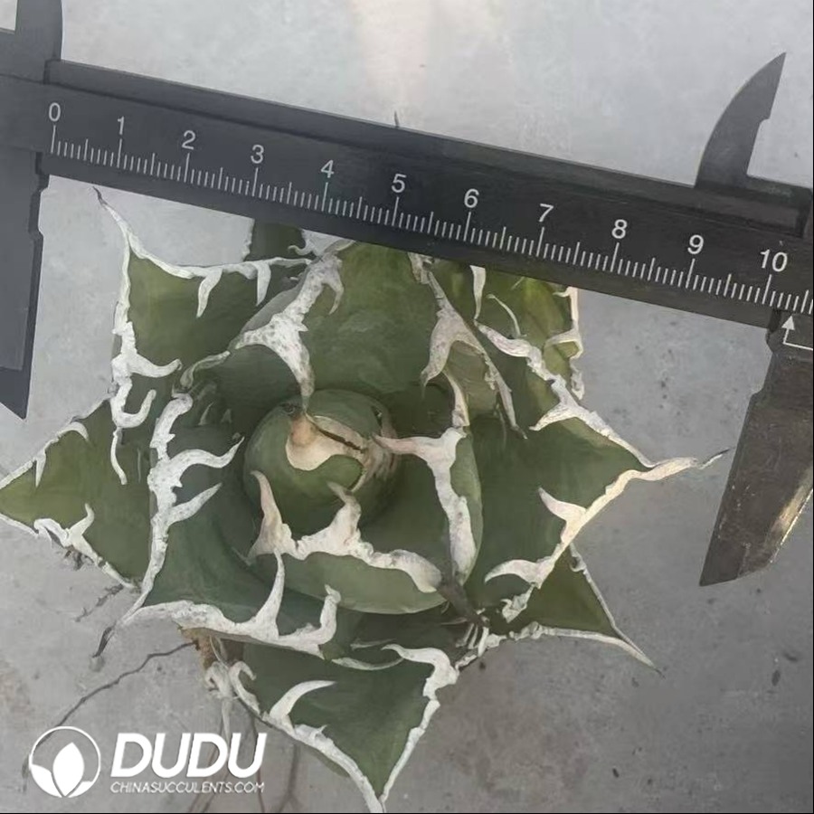 10517D90.jpg Agave titanota 'Caesar' - Image 1