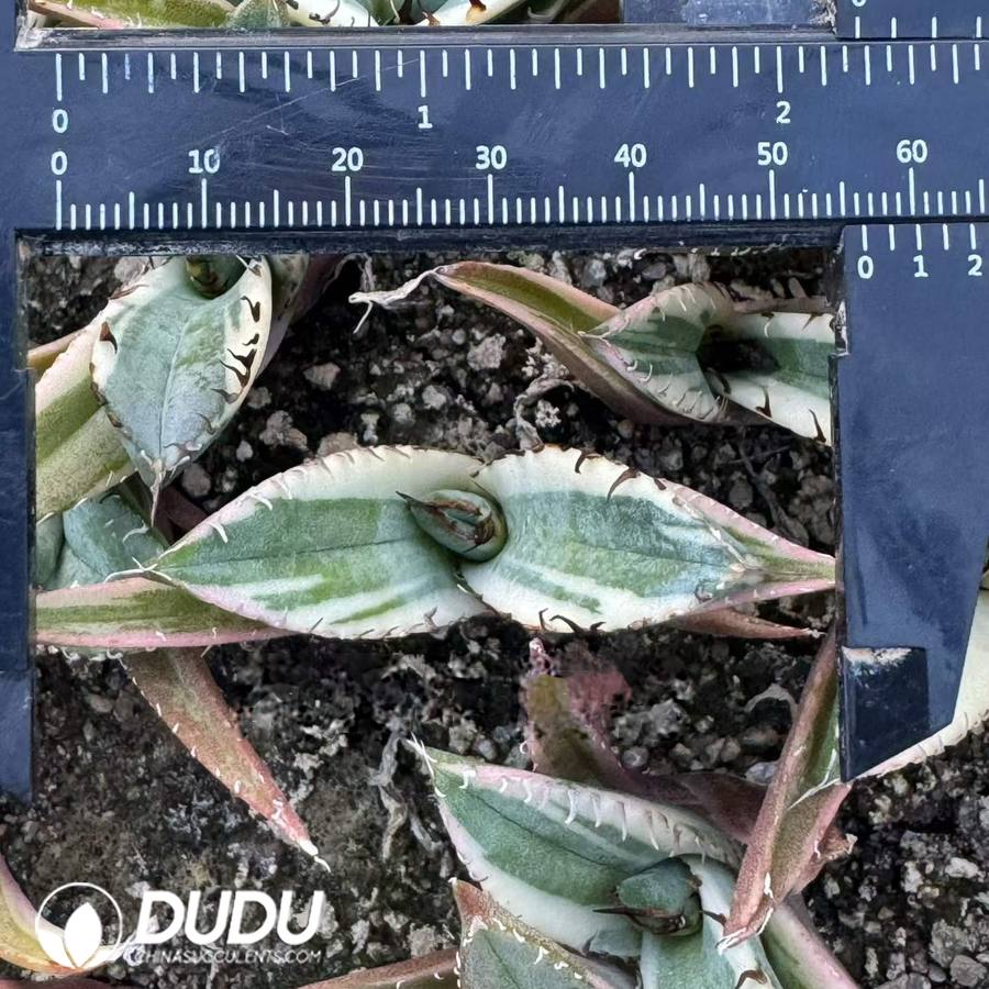 10518D50.jpg Agave titanota 'Black Rhino' f. variegata marginata - Image 1