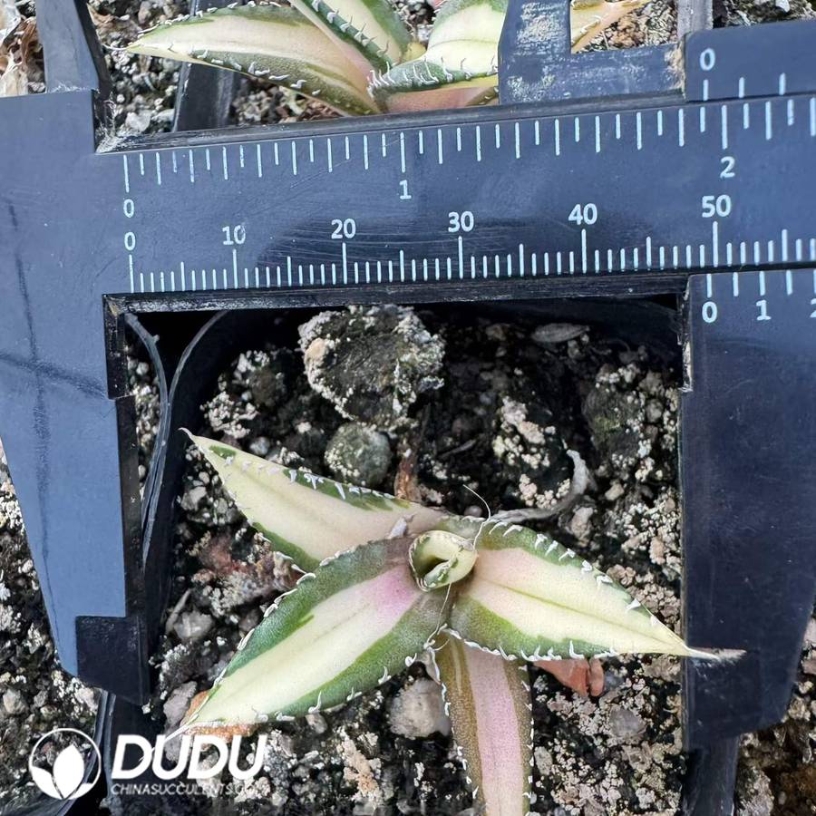 10519D50.jpg Agave titanota 'Shark Sword' f. variegata (medio-picta) - Image 1