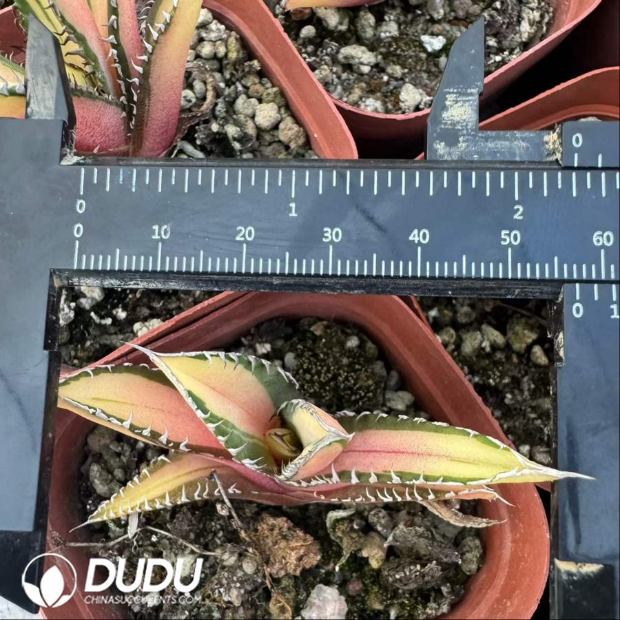 10520D50.jpg Agave titanota 'Black Fire' f. variegata (medio-picta) - Image 1