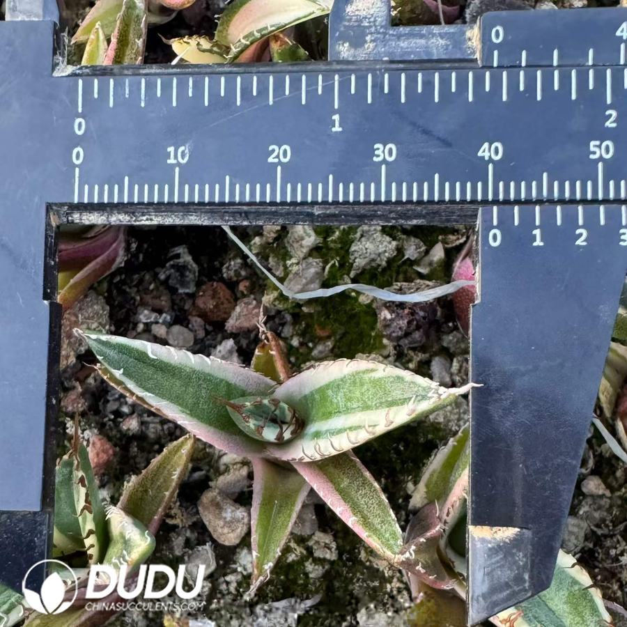 10521D40.jpg Agave titanota 'Berserker' f. variegata (marginata) - Image 1