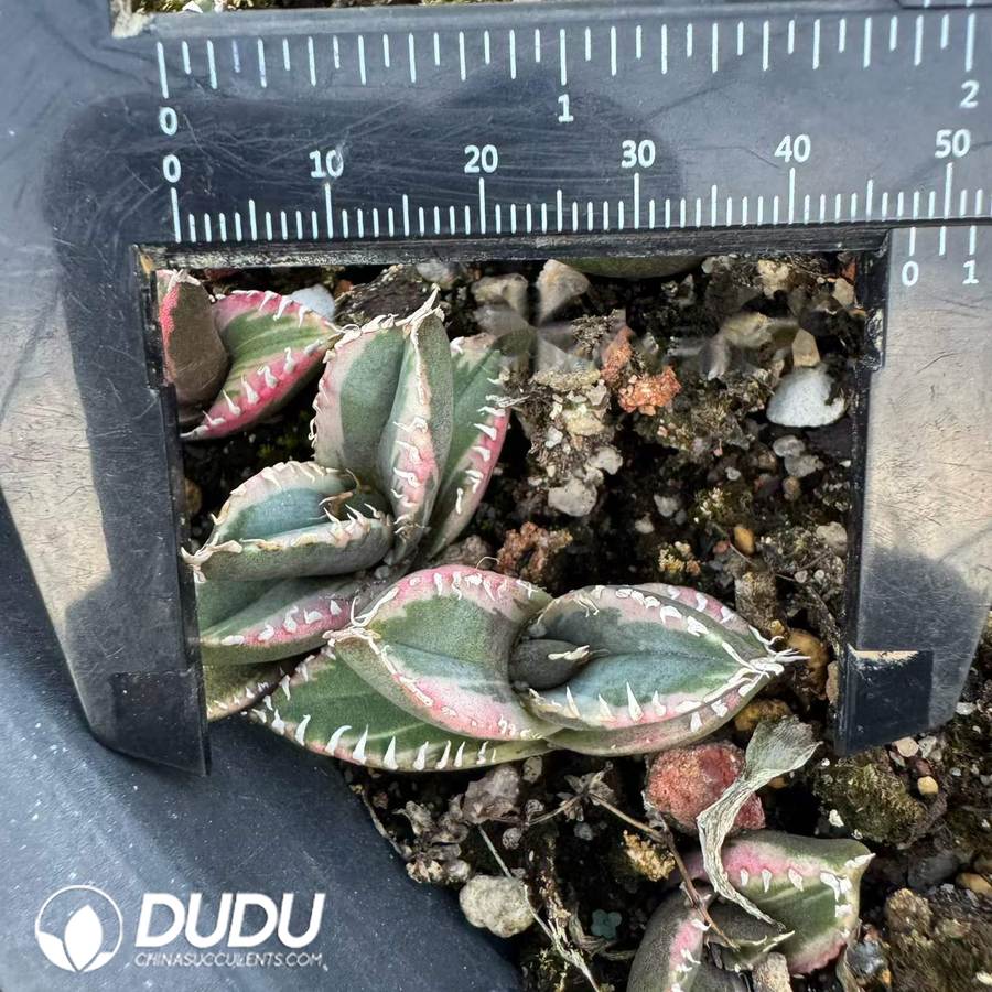 10524D40.jpg Agave titanota 'Werewolf' f. variegata (marginata) - Image 1