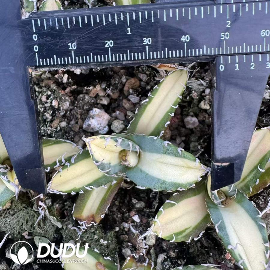 10526D50.jpg Agave titanota 'Ashura' f. variegata (medio-picta) - Image 1