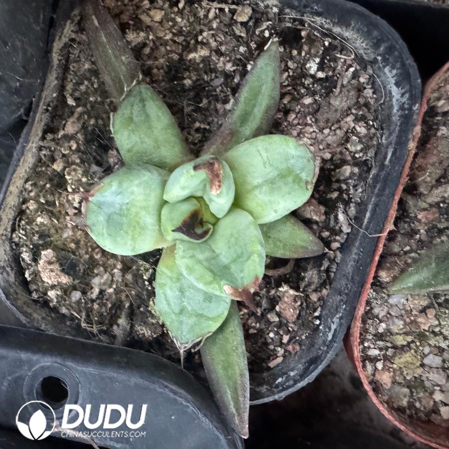 10529D50.jpg Agave titanota Unicorn - Image 1