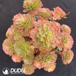 Aeonium Samsara Clustering