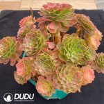 Aeonium Samsara Clustering - Image 2