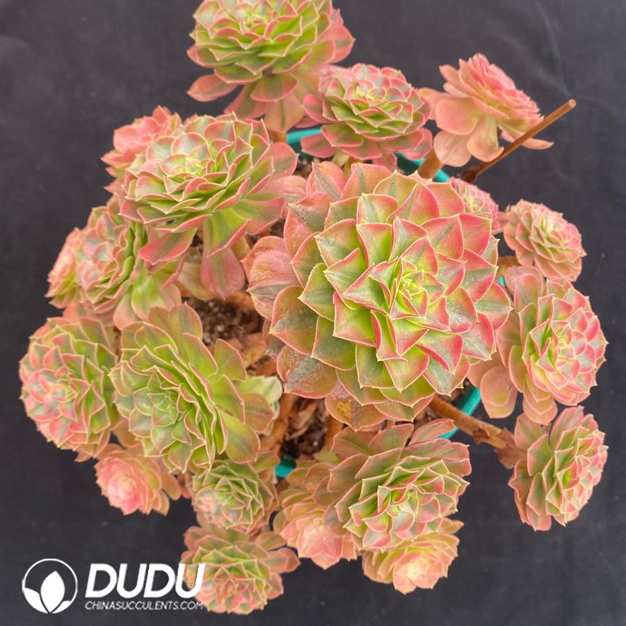 10531D250.jpg Aeonium Samsara Clustering - Image 1