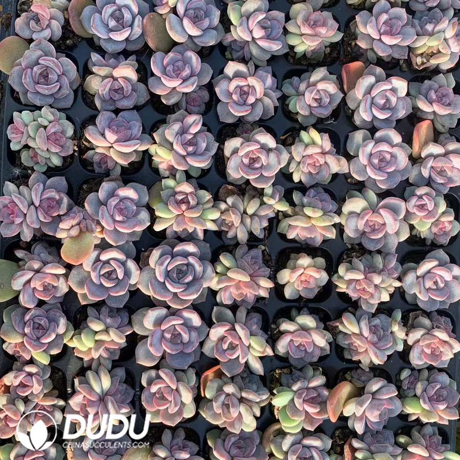 10532D30.jpg 105pcs Echeveria Tumian Jenny Seedlings - Image 1