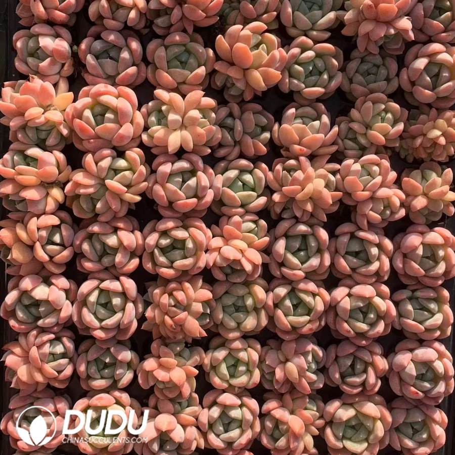 10533D30.jpg 105pcs Echeveria Houmeng Seedlings - Image 1