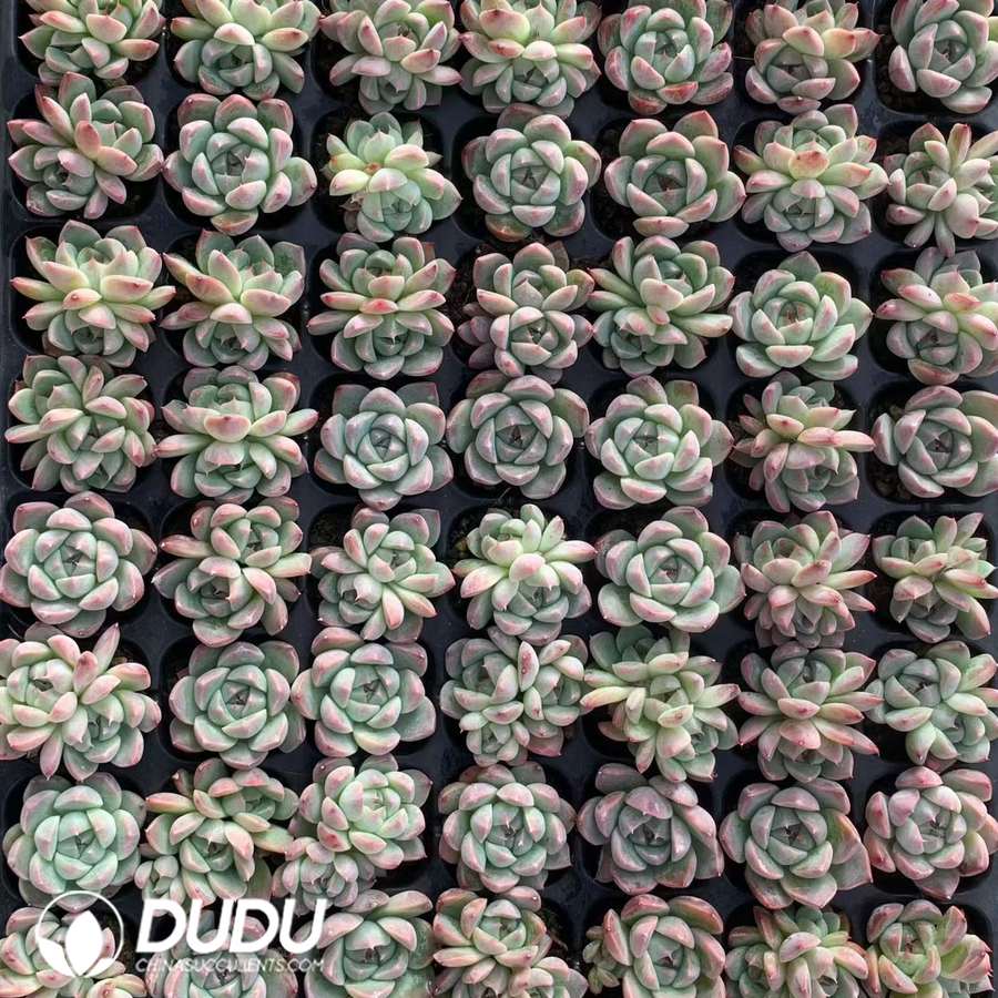 10535D30.jpg 105pcs Echeveria Premium Lady Seedlings - Image 1