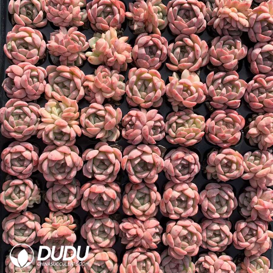 10536D30.jpg 105pcs Echeveria Honey Hammer Li Seedlings - Image 1