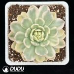 Echeveria 'Hana Suisho' Variegated