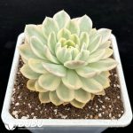 Echeveria 'Hana Suisho' Variegated - Image 2