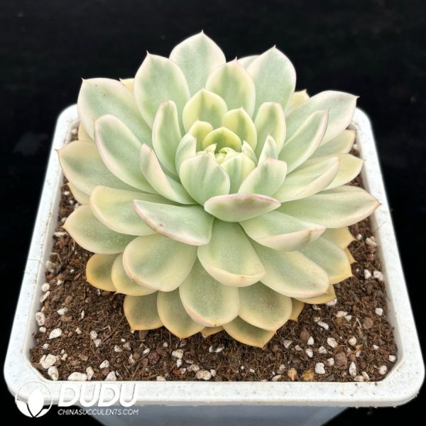 Echeveria 'Hana Suisho' Variegated - Image 2