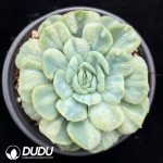 Echeveria 'Crinoline Ruffles' Variegated