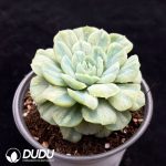 Echeveria 'Crinoline Ruffles' Variegated - Image 2