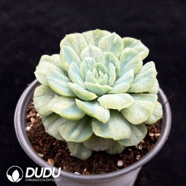 Echeveria 'Crinoline Ruffles' Variegated - Image 2