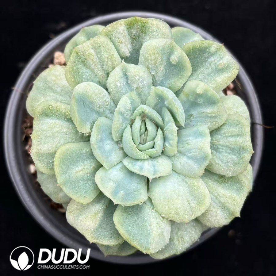 10538D120.jpg Echeveria 'Crinoline Ruffles' Variegated - Image 1