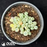 Fenestraria Aurantiaca Variegated