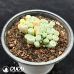Fenestraria Aurantiaca Variegated - Image 2
