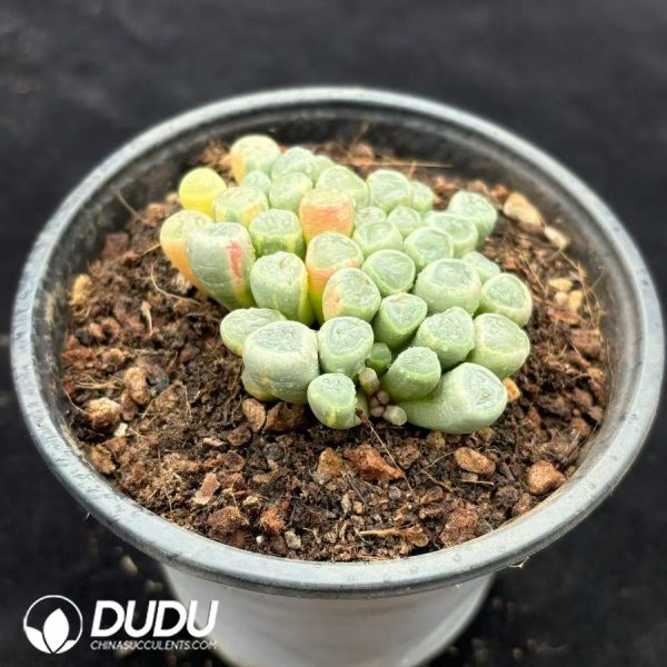Fenestraria Aurantiaca Variegated - Image 2