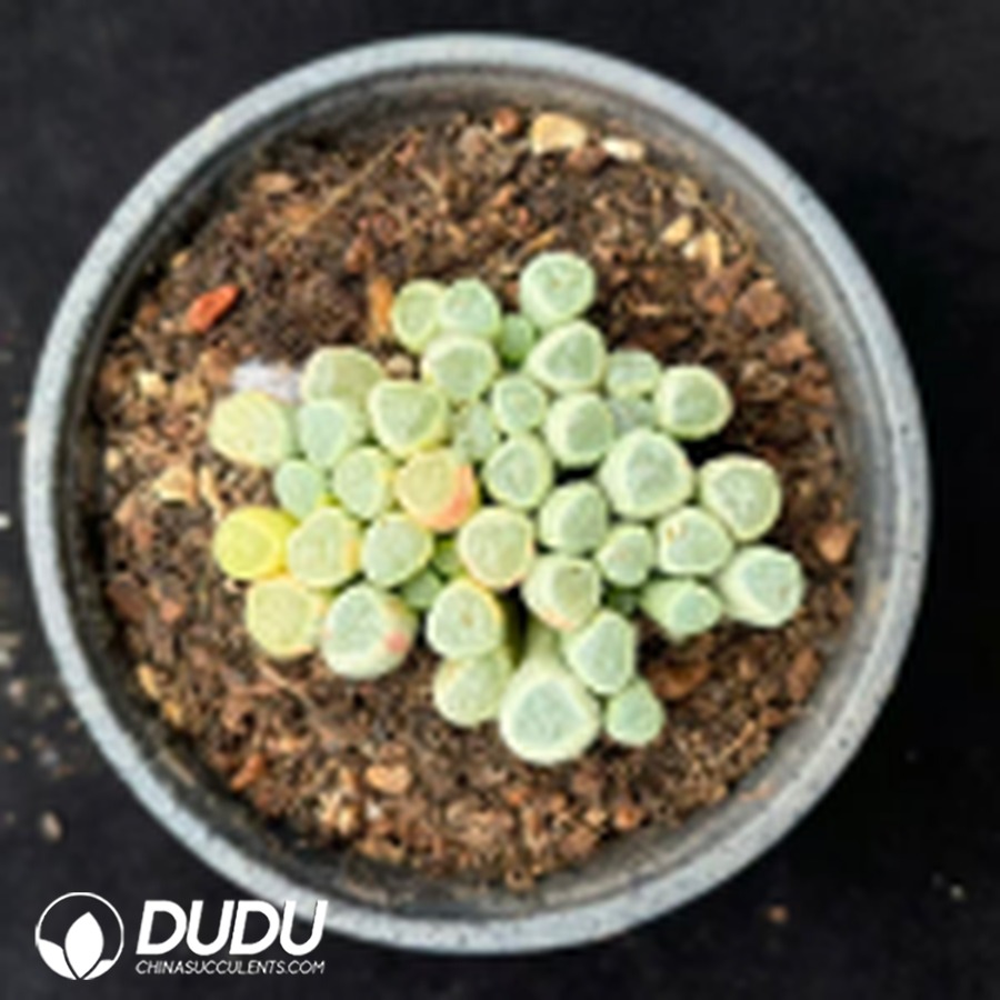 10539D120.jpg Fenestraria Aurantiaca Variegated - Image 1