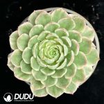 Echeveria 'Desert Rose' Variegated