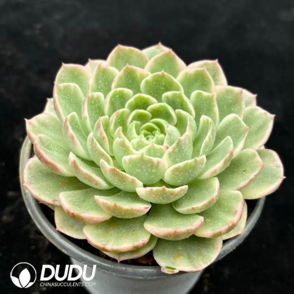 Echeveria 'Desert Rose' Variegated - Image 2
