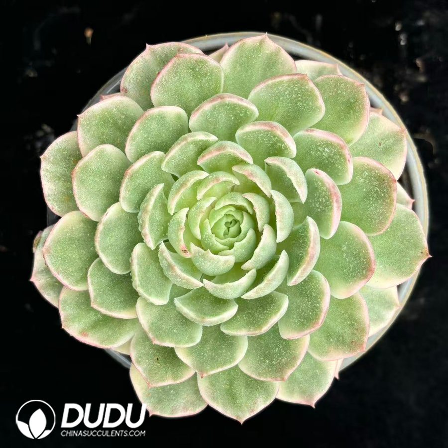 10540D120.jpg Echeveria 'Desert Rose' Variegated - Image 1
