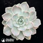 echeveria 'Harry Watson' Variegated