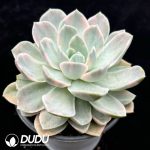 echeveria 'Harry Watson' Variegated - Image 2