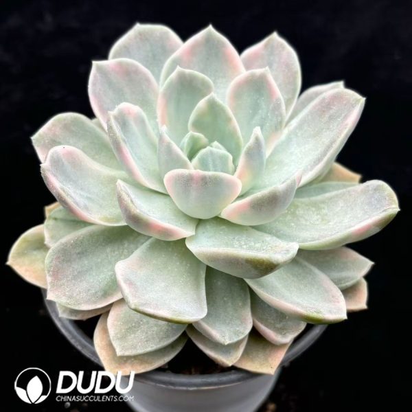echeveria 'Harry Watson' Variegated - Image 2