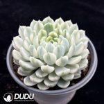 Echeveria elegans 'Alba' variegated - Image 2