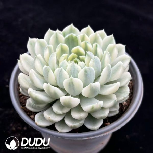 Echeveria elegans 'Alba' variegated - Image 2