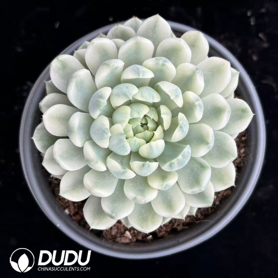 10542D120.jpg Echeveria elegans 'Alba' variegated - Image 1