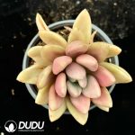Echeveria 'Peach Blossom' f. variegated