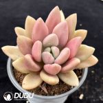 Echeveria 'Peach Blossom' f. variegated - Image 2