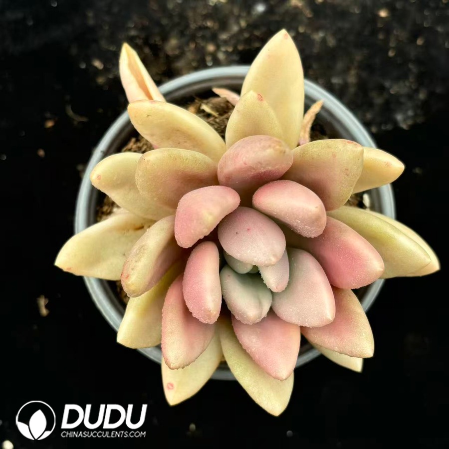 10543D120.jpg Echeveria 'Peach Blossom' f. variegated - Image 1