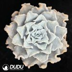 Echeveria White 'Madiba'
