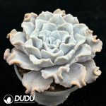 Echeveria White 'Madiba' - Image 2