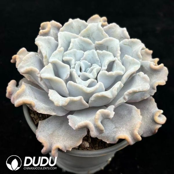 Echeveria White 'Madiba' - Image 2